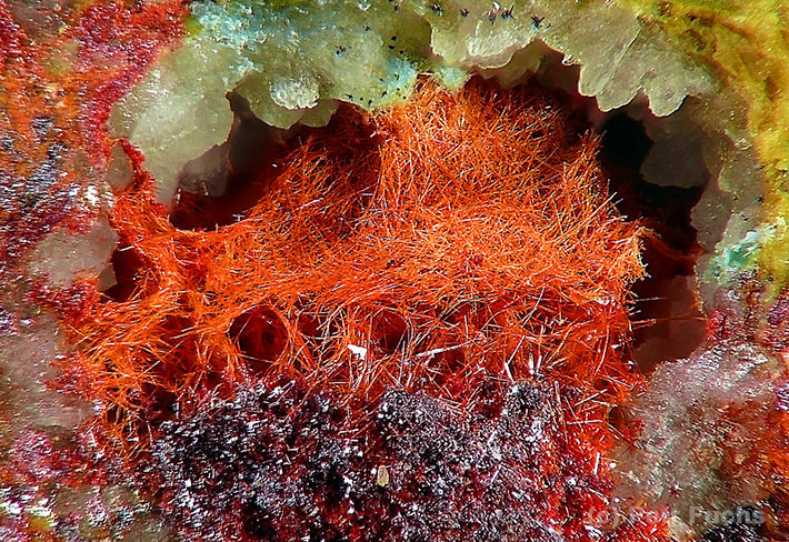 Tiny bright red needles of red chalcotrichite crystals from Studenec, Czech Republic