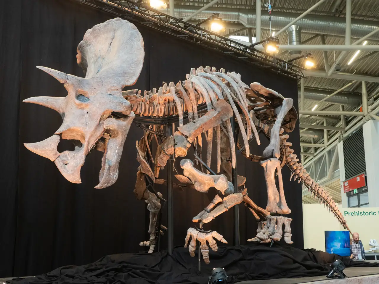 Fossil skeleton of the Triceratops