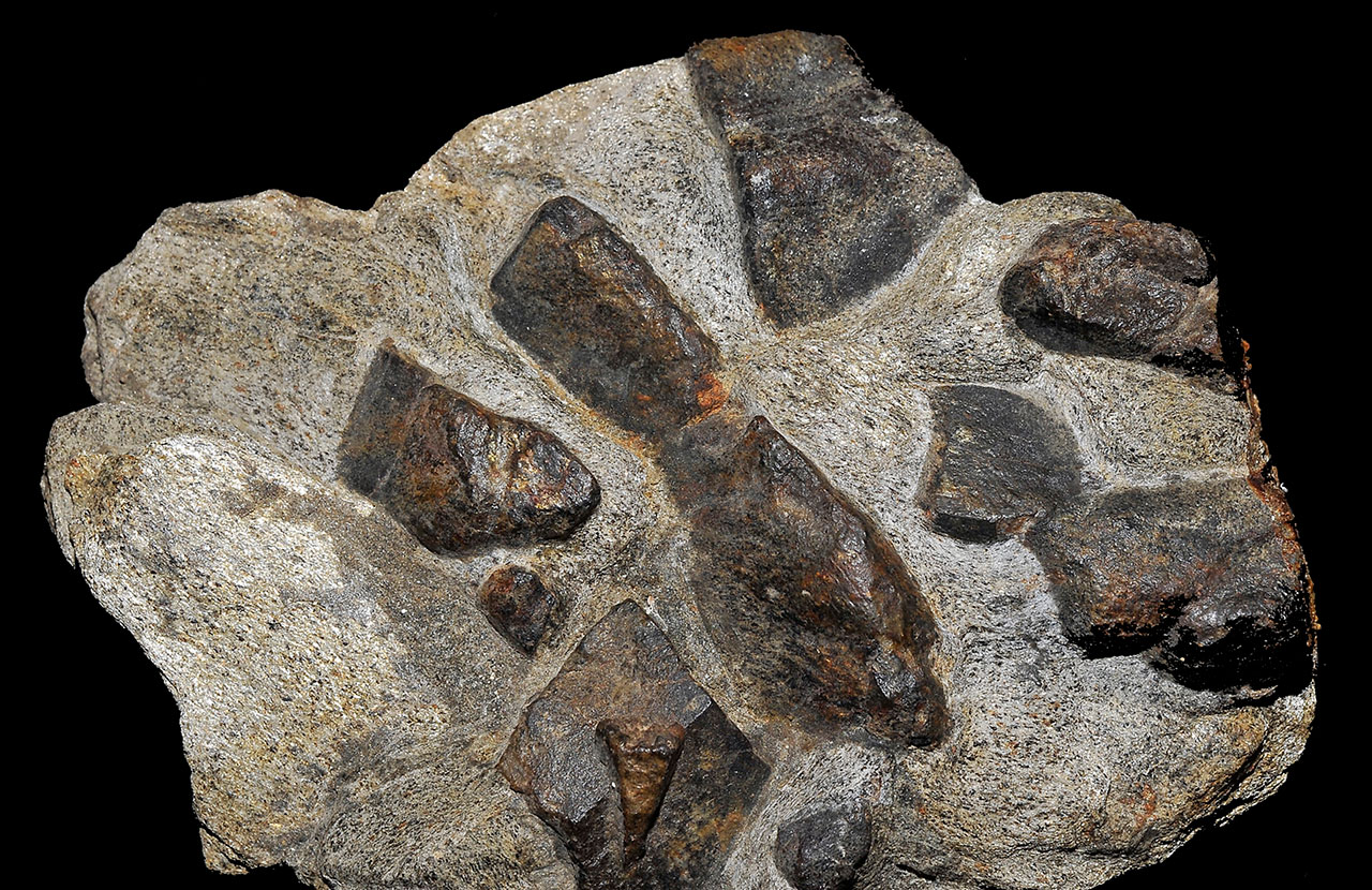 Staurolite crystals in typical mica-staurolite schist from Scaër, Finistère, Brittany, France