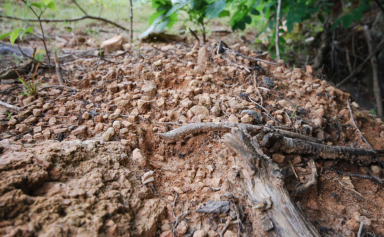 Staurolite crystals in the red dirt in Fairy Stones State Park in Virginia, USA