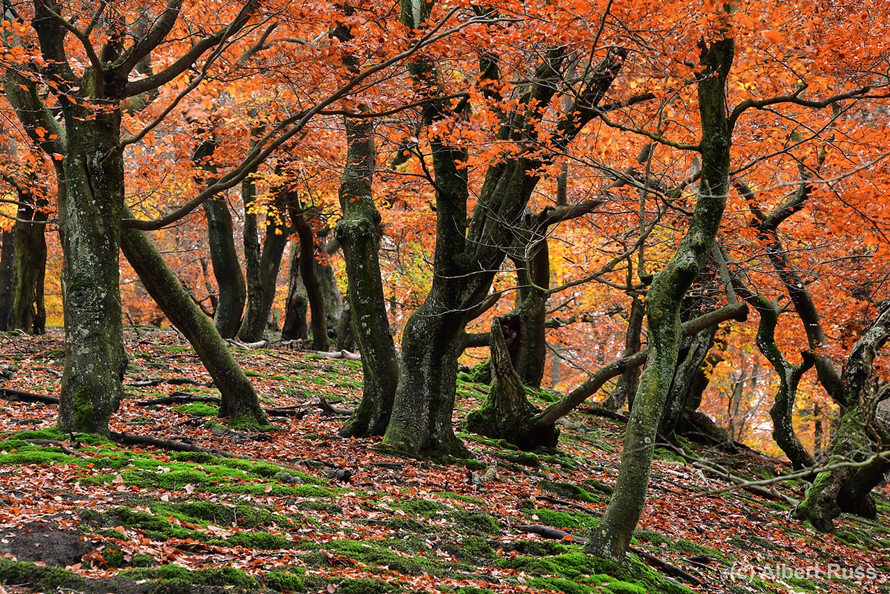 Nice foliage colors of autumnal forest in Malé Karpaty (Little Carpathian Mts.), Slovakia