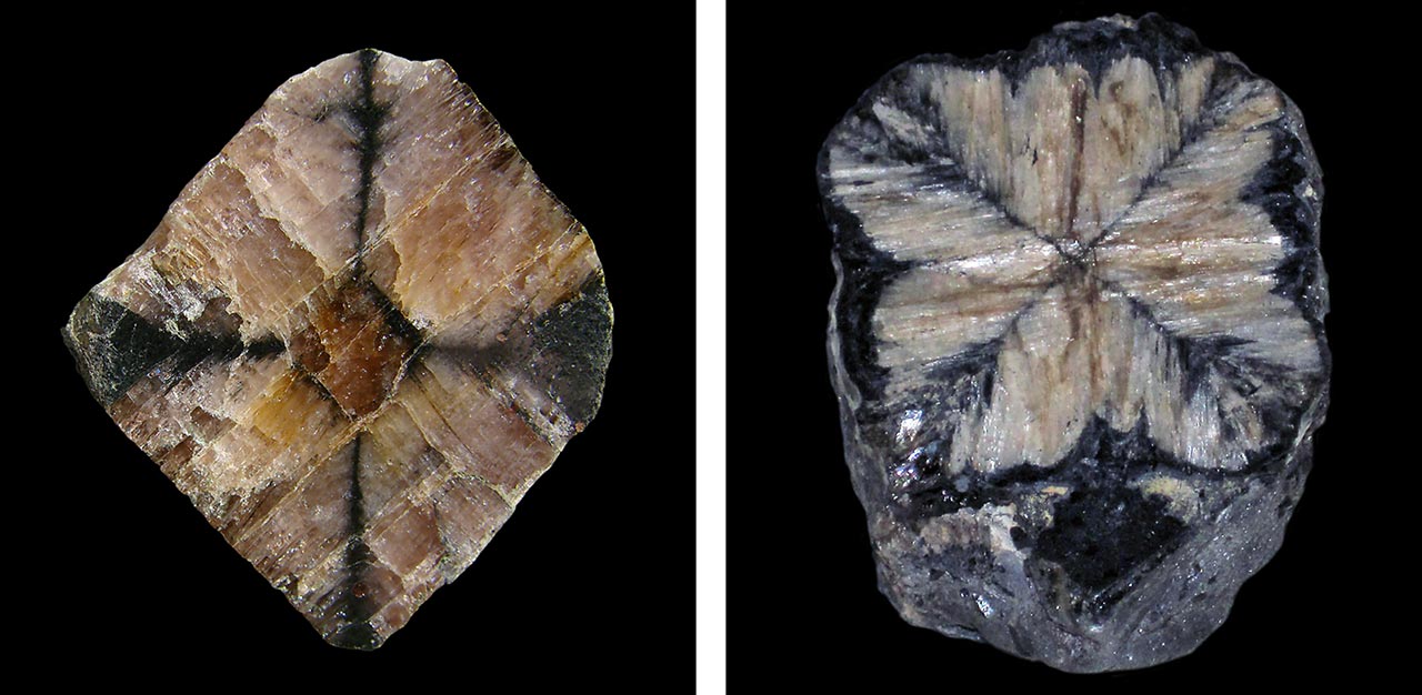 Cross sections of chiastolite andalusite crystals