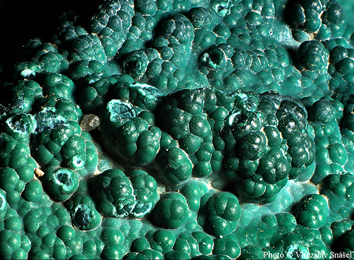 Botryoidal crusts of green malachite from Piesky u Španej Doliny, Slovakia