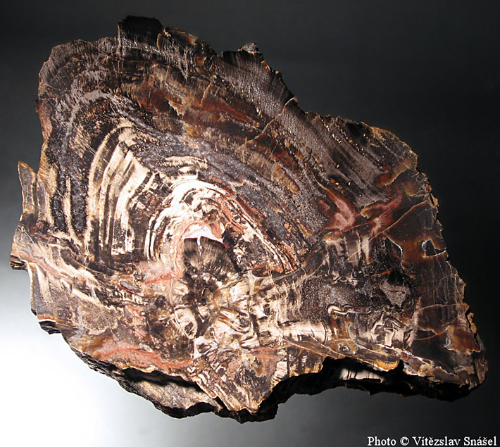 Polishad slab of wood fossilized by chalcedony from Studenec, Czech Republic