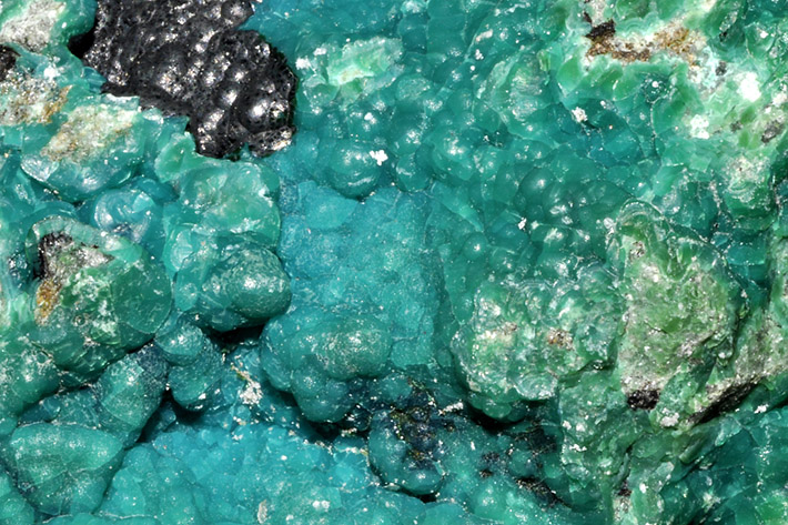 Bright colored blue-green chrysocolla forming botryoidal aggregates and crusts