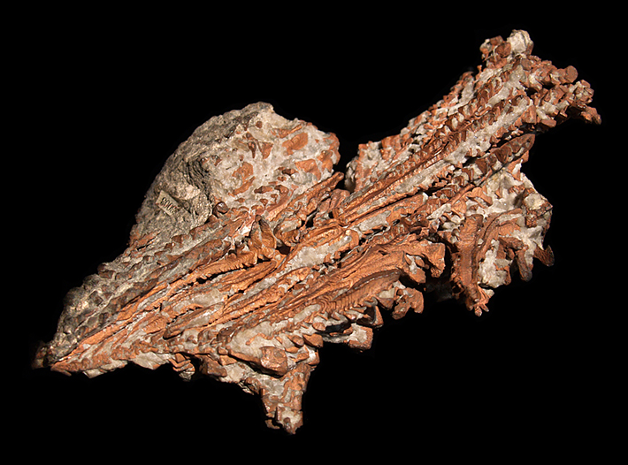 Copper dendrites from Lake Superior, Michigan