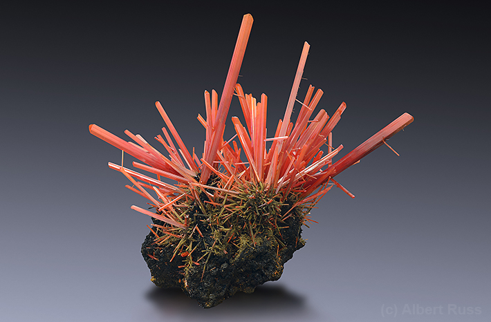 Spray of crocoite crystals from Adelaide Mine, Tasmania