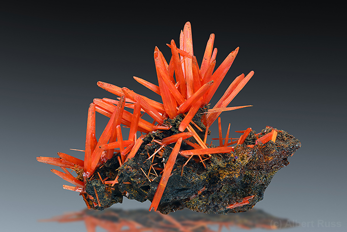Perfect orange-red crocoite needles on limestone matrix from Dundas region, Tasmania