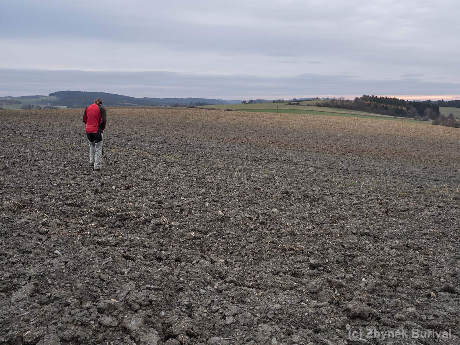 Collecting almandine garnet on the ploughed field near Ústup village, Czech Republic