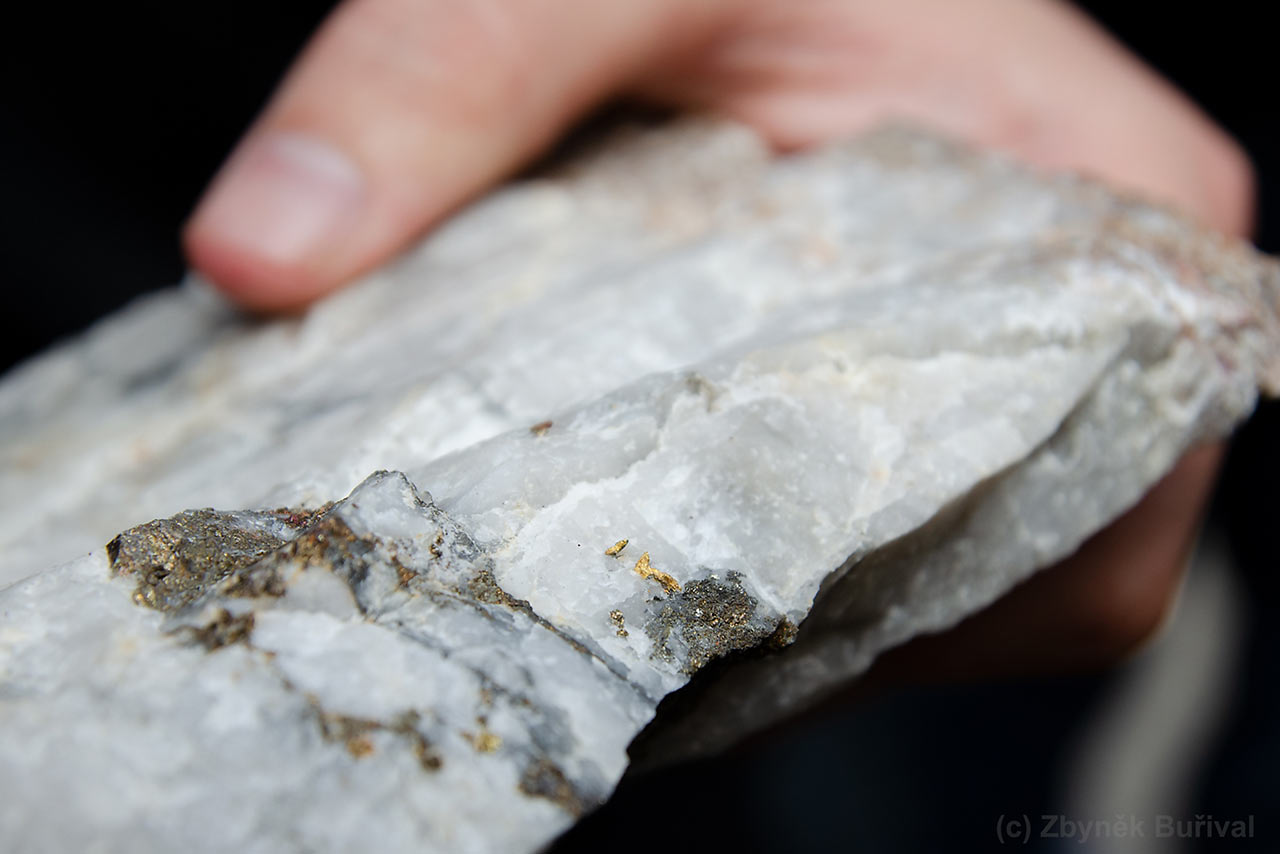 Quartz vein with visible native gold from Jílové u Prahy, Czech Republic