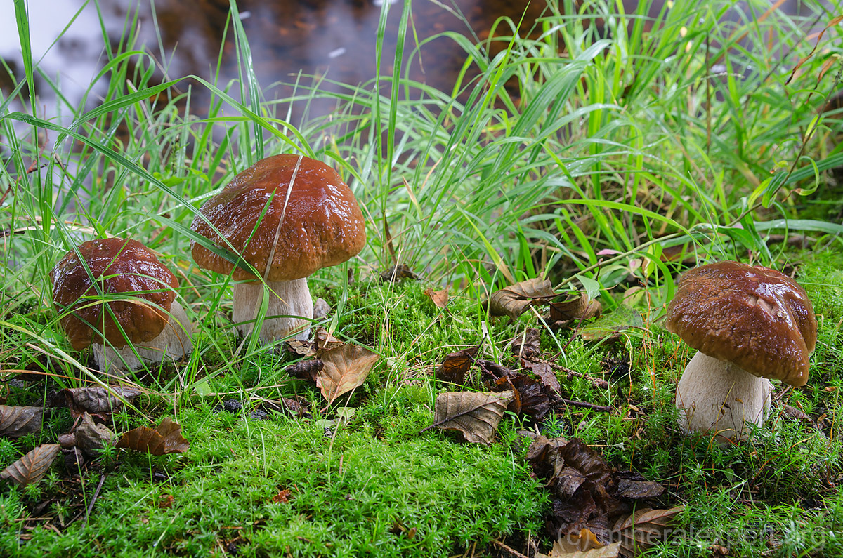 Edible Boletus mushrooms