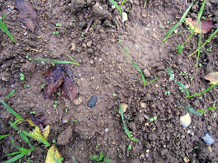 Wet field with moldavite in the soild, South Bohemia, Czech Republic