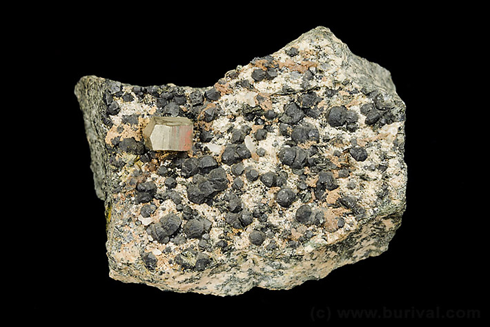 Pyrite and clinochlore crystals in alpine cleft from Mirosov, Czech Republic