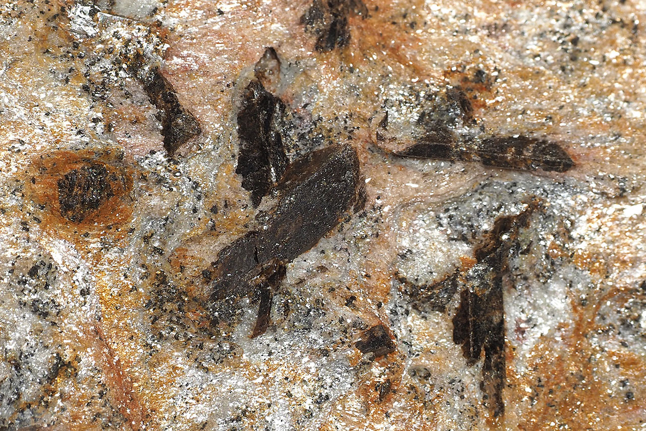 Staurolite crystals embedded in fine grained mica-schist from Nový Malín, Czech Republic