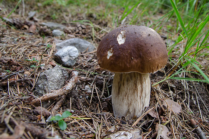 Edible Boletus mushroom