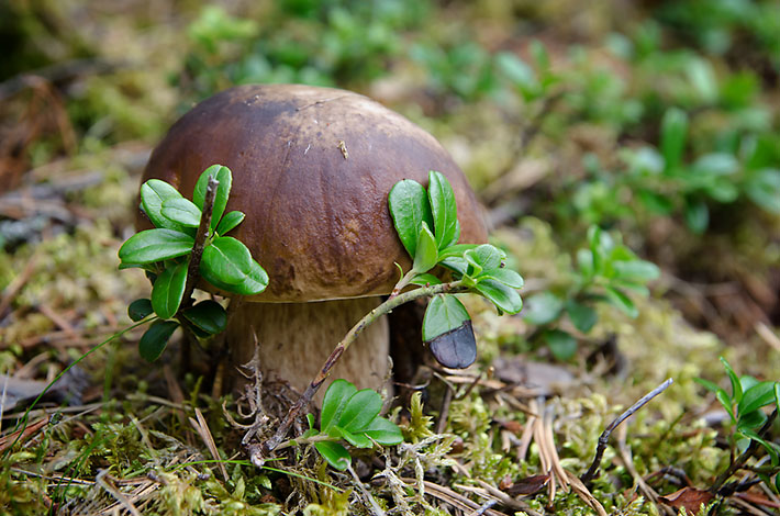 Edible Boletus mushroom