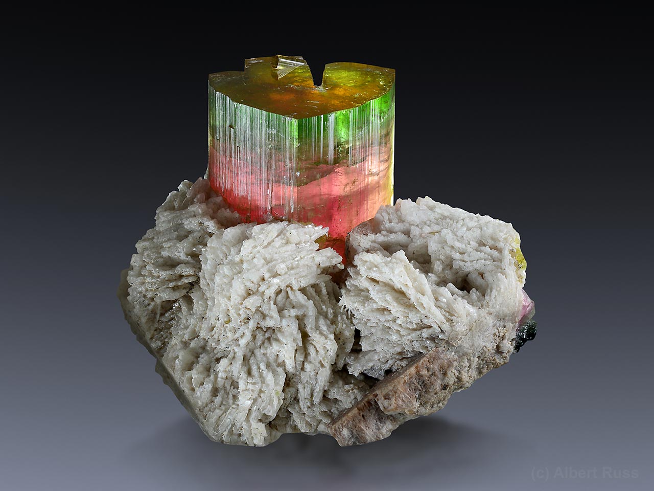 Zoned lithium tourmaline on pale albite from Paprok, Kamdesh District, Nuristan, Afghanistan.