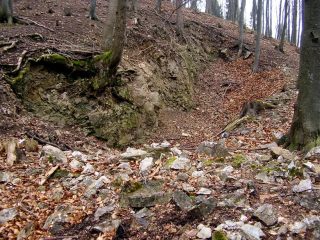 Borovec