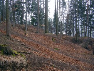 Borovec