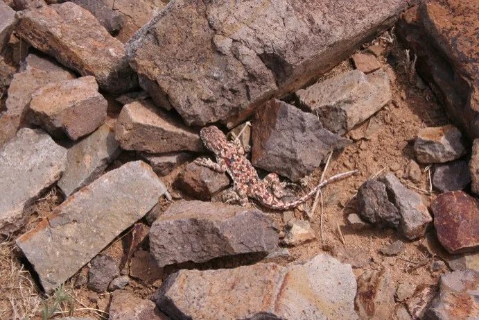 Mineral locality Olzii, Mongolia