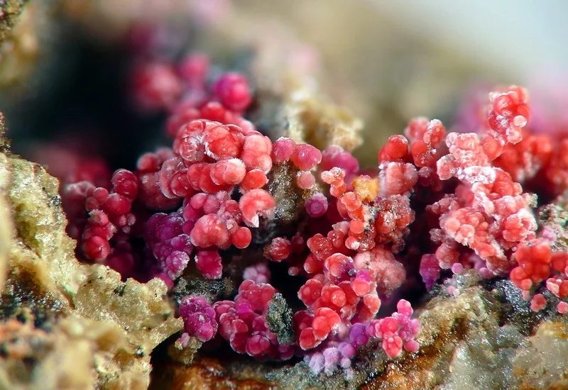 Erythrite