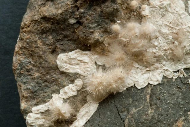 Mineral photo of Picropharmacolite from locality Jáchymov, Czech Republic