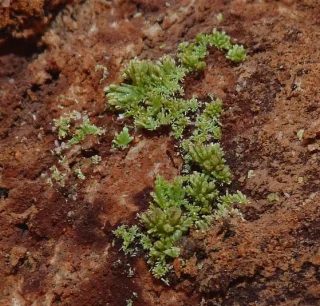 Mineral photo of Pyromorphite from locality Zlaté Hory, Czech Republic