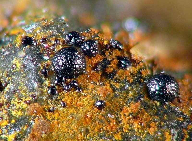 Mineral photo of Bismutoferrite, Eulytine from locality důl Segen Gottes, Háje, Potůčky, Czech Republic