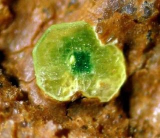 Autunite