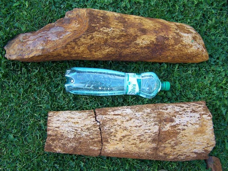 Quartz (var. petrified wood)