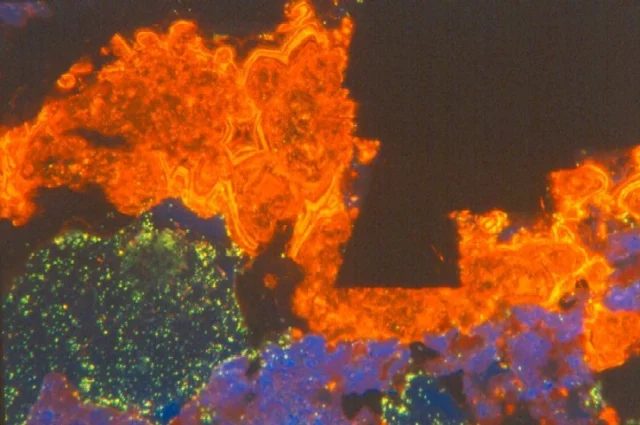 Phlogopite