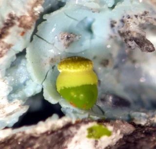Volborthite