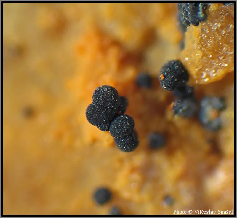 Mineral photo of Natrodufrénite from locality La Lande quarry, Brittany, France