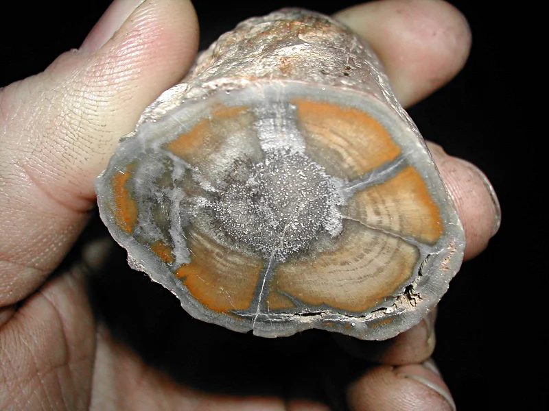 Quartz (var. petrified wood)
