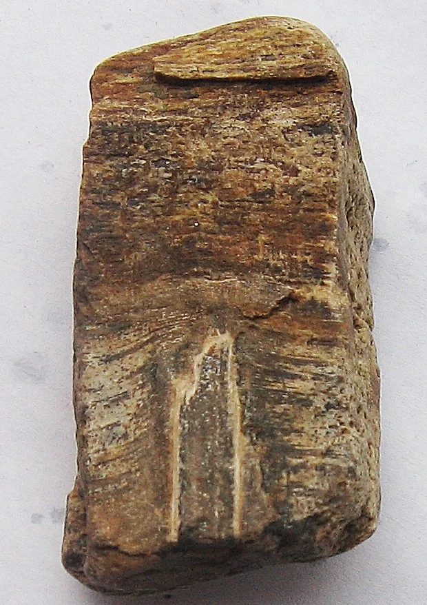 Mineral photo of Quartz (var. petrified wood) from locality Štěrkovna Zaječí, Czech Republic