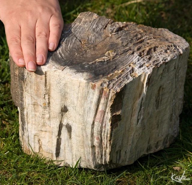 Mineral photo of Quartz (var. petrified wood) from locality Líně, Czech Republic