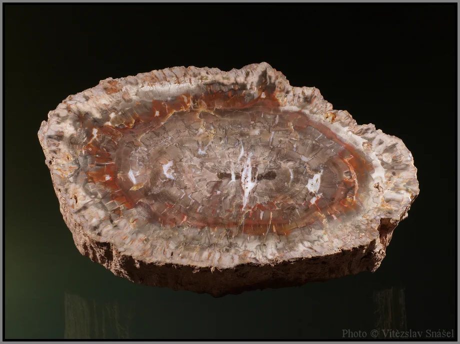 Quartz (var. petrified wood)