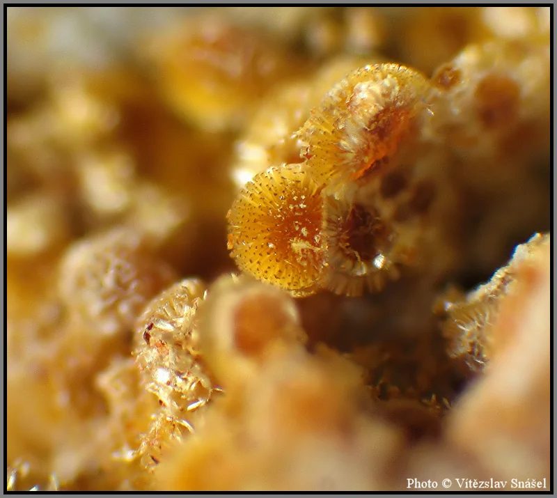 Mineral photo of Cacoxenite from locality La Lande quarry, Brittany, France