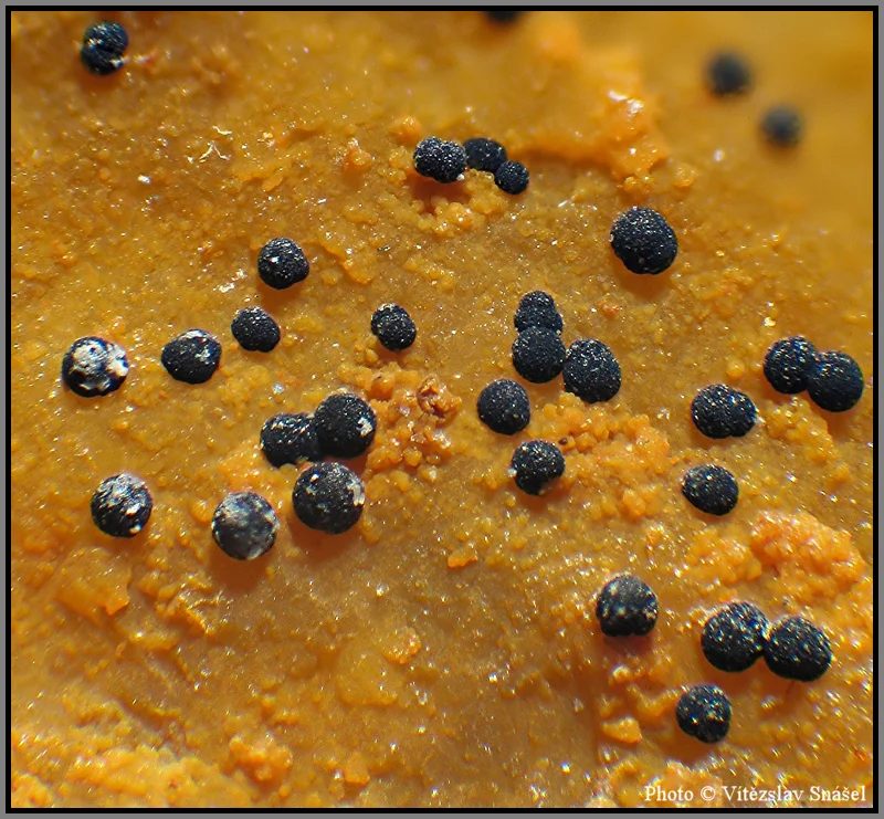 Mineral photo of Natrodufrénite from locality La Lande quarry, Brittany, France