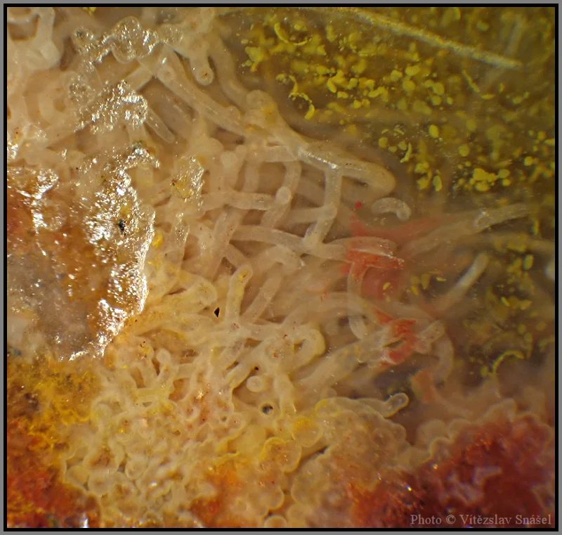 Mineral photo of Agate from locality Železnice, Czech Republic