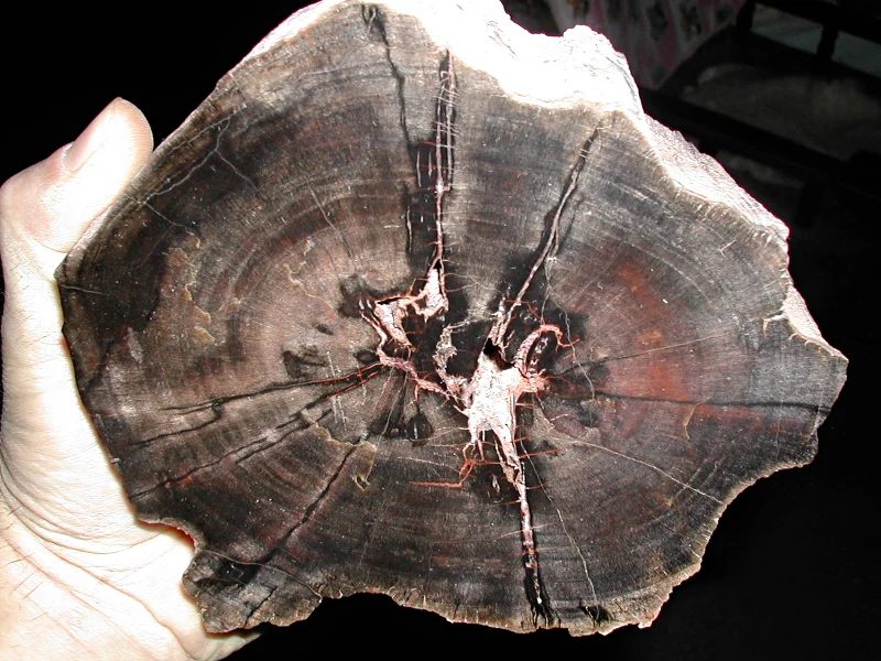Mineral photo of Quartz (var. petrified wood) from locality Studenec, Czech Republic