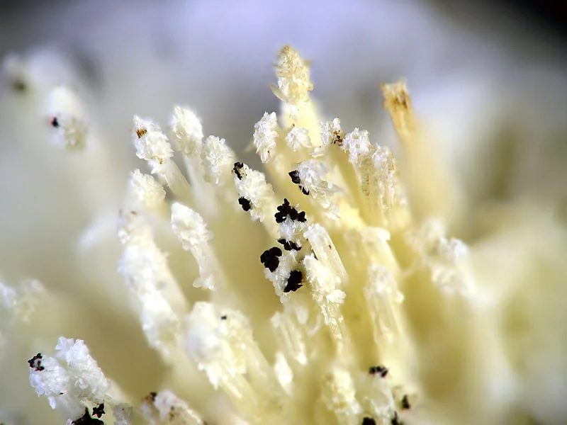 Natrolite, Thomsonite