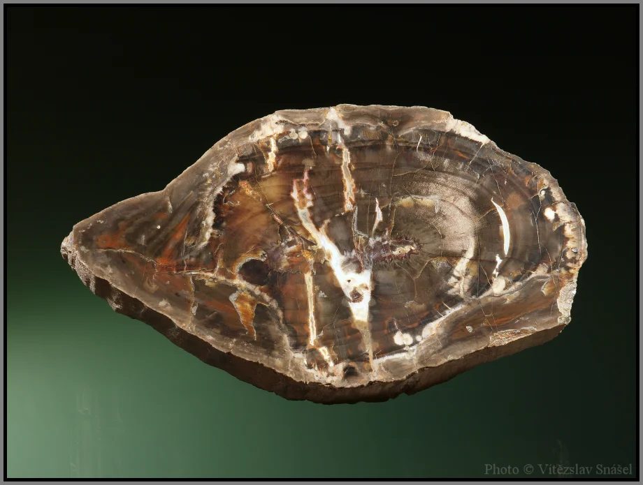 Quartz (var. petrified wood)