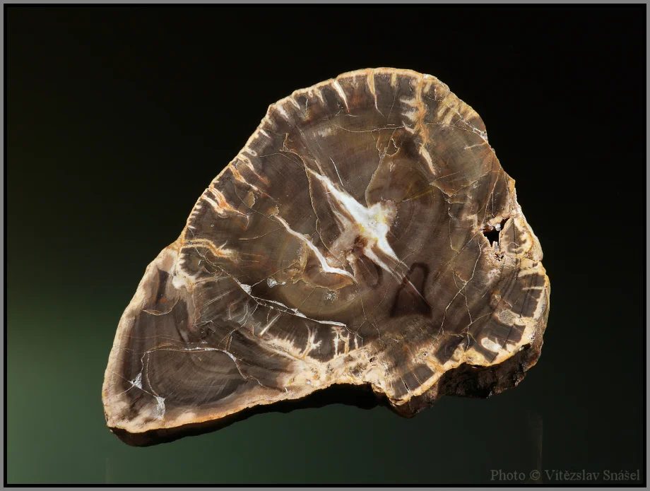 Quartz (var. petrified wood)