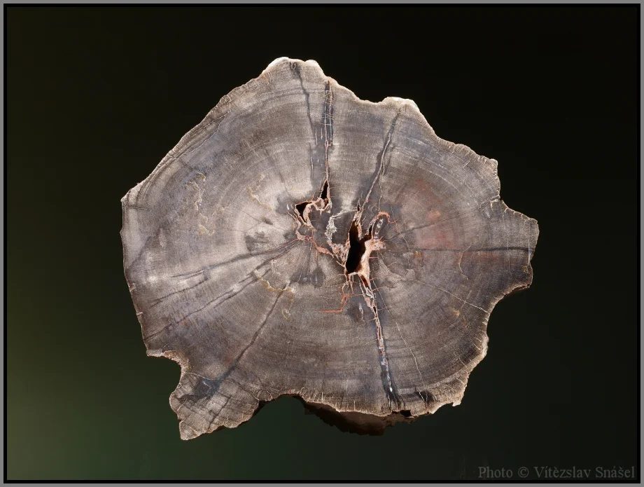 Quartz (var. petrified wood)
