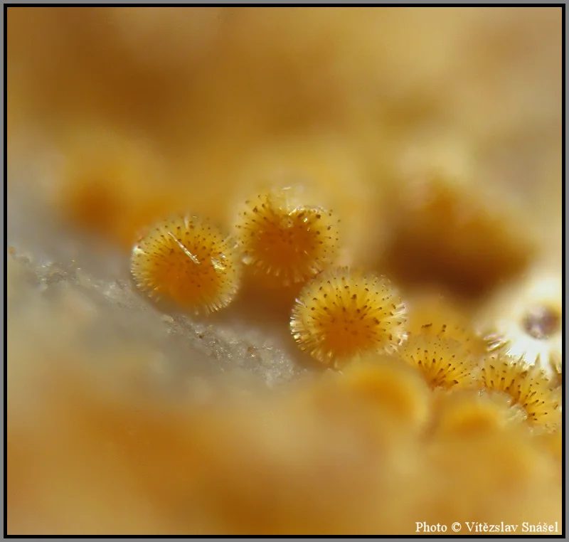 Mineral photo of Cacoxenite from locality La Lande quarry, Brittany, France