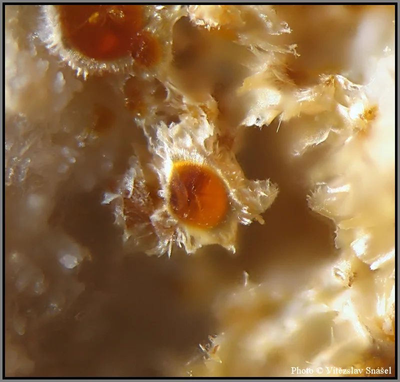 Mineral photo of Cacoxenite from locality La Lande quarry, Brittany, France
