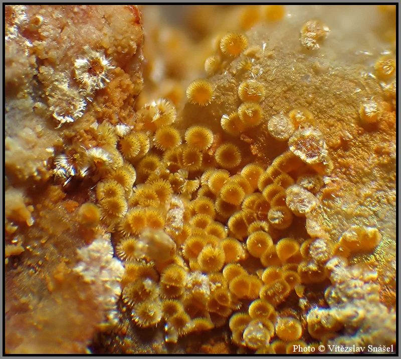 Mineral photo of Cacoxenite from locality La Lande quarry, Brittany, France