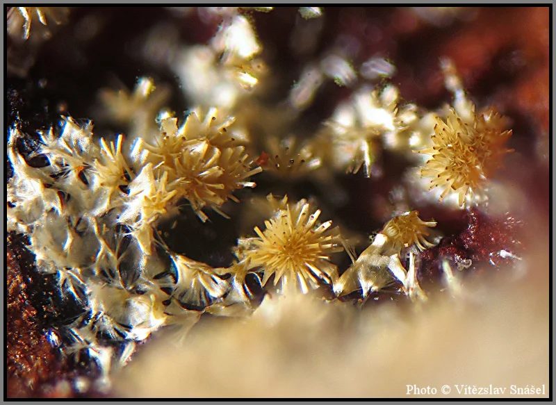 Mineral photo of Cacoxenite from locality La Lande quarry, Brittany, France
