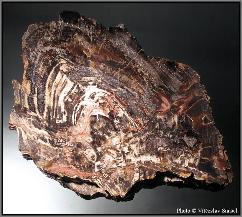 Mineral photo of Quartz (var. petrified wood) from locality Studenec, Czech Republic